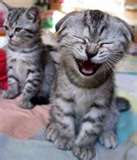 laughingcat.jpeg